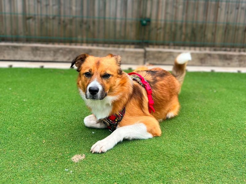 Border Collie Dogs And Puppies For Adoption