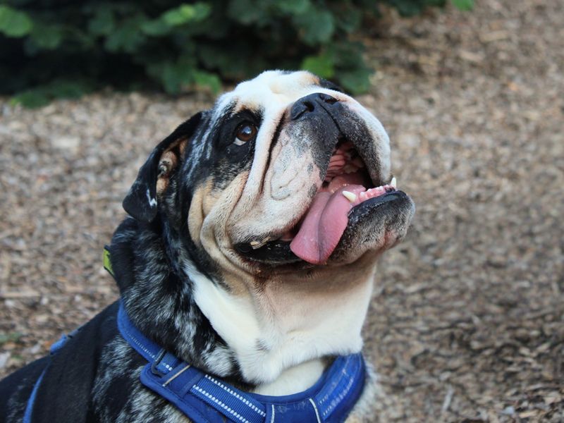 Gus | Bulldog | Merseyside (Liverpool) - 3