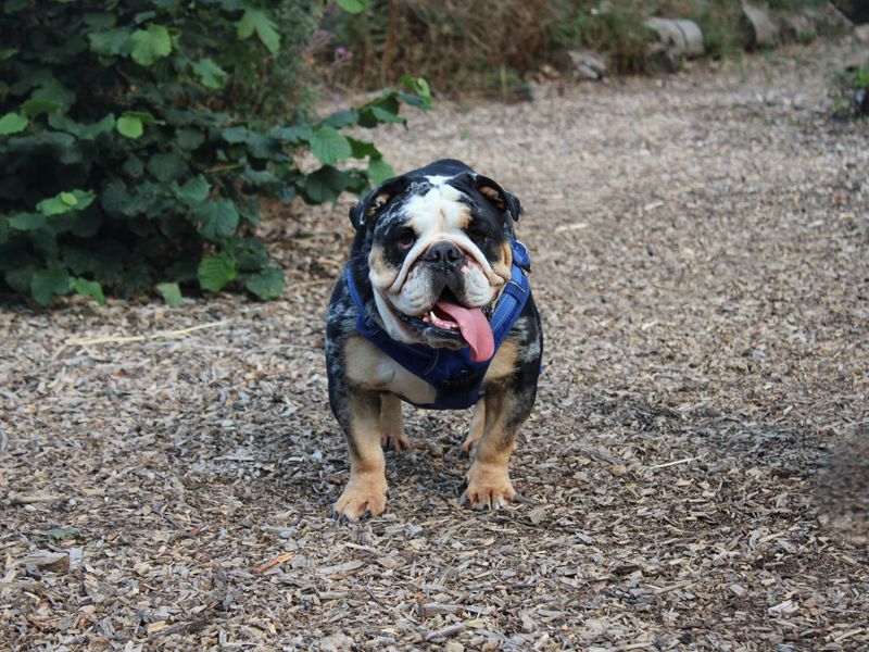 Gus | Bulldog | Merseyside (Liverpool) - 4