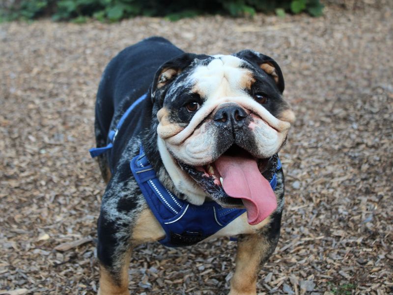 Gus | Bulldog | Merseyside (Liverpool) - 1