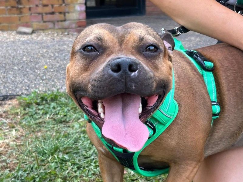 Freyja | Terrier (Staffordshire Bull) | Harefield West London - 2