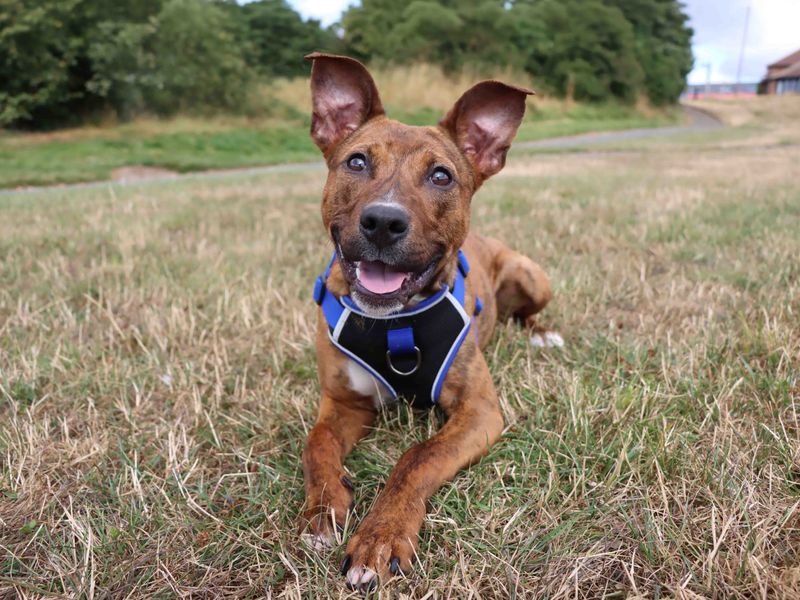 Lucy | Terrier (American Staffordshire) Cross | Darlington - 3