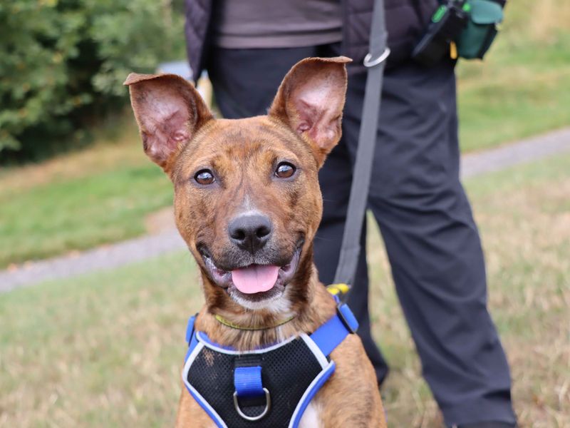 Lucy | Terrier (American Staffordshire) Cross | Darlington - 2