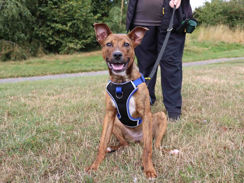 Lucy | Terrier (American Staffordshire) Cross | Darlington - 1