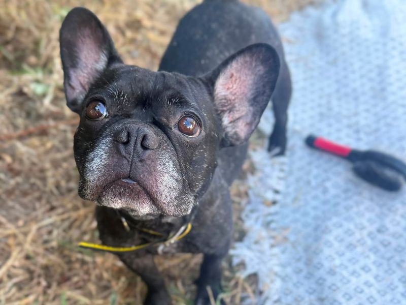 Oreo | French Bulldog | Shrewsbury (Shropshire) - 1