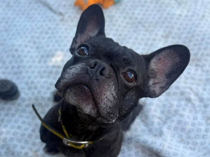 Oreo | French Bulldog | Shrewsbury (Shropshire) - 2