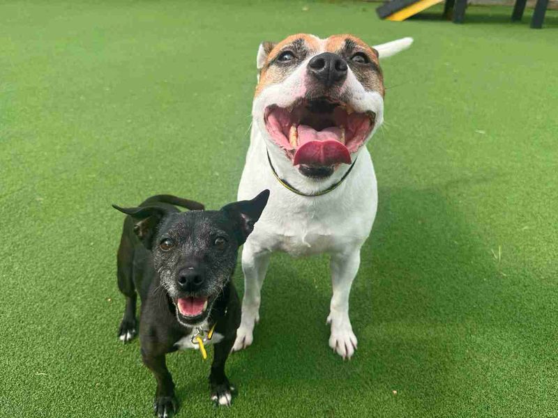 Chilli & Pepper | Terrier (Staffordshire Bull) | Glasgow - 3