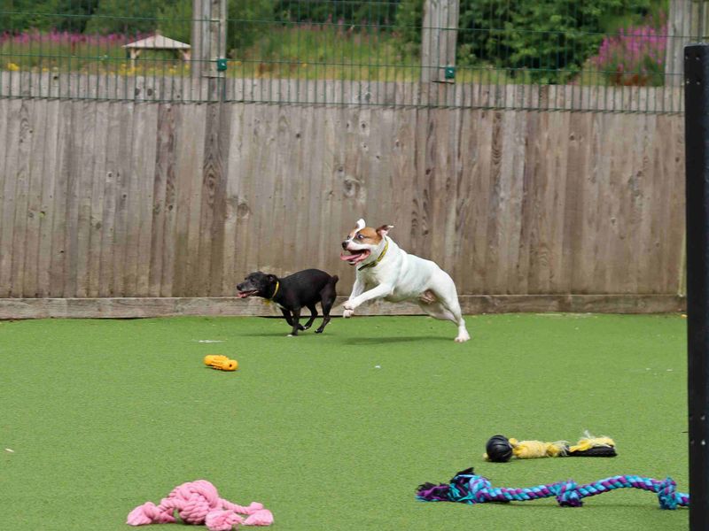 Chilli & Pepper | Terrier (Staffordshire Bull) | Glasgow - 6