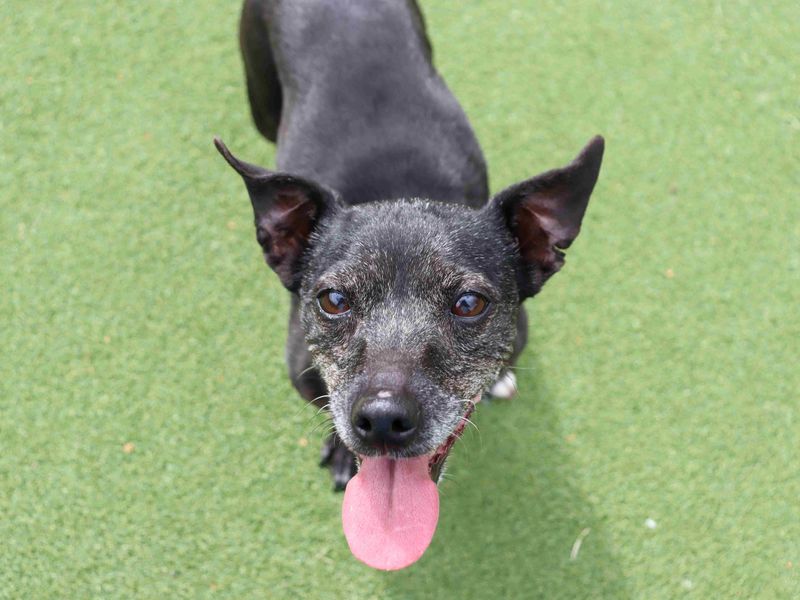 Chilli & Pepper | Terrier (Staffordshire Bull) | Glasgow - 5