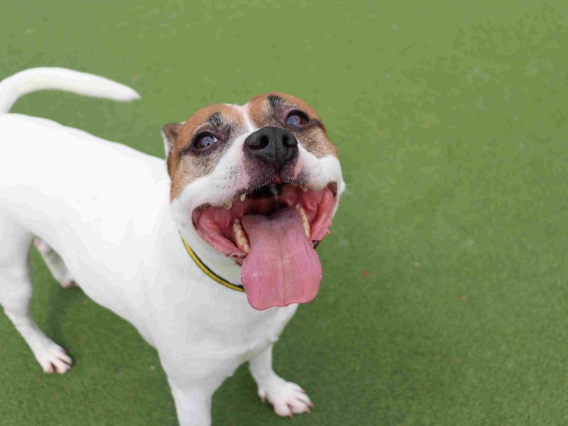 Chilli & Pepper | Terrier (Staffordshire Bull) | Glasgow - 4