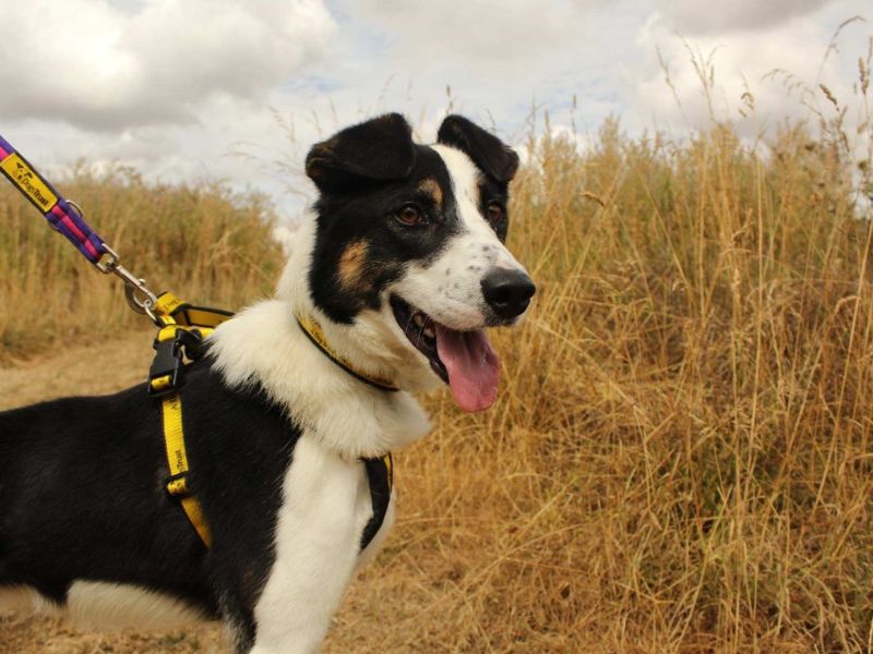 Xander | Collie (Border) | Loughborough - 1