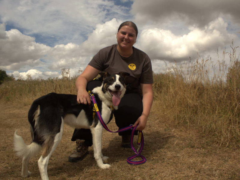 Xander | Collie (Border) | Loughborough - 2