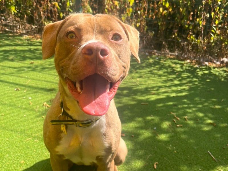 Rose | Terrier (Staffordshire Bull) Cross | Shoreham (Sussex) - 1
