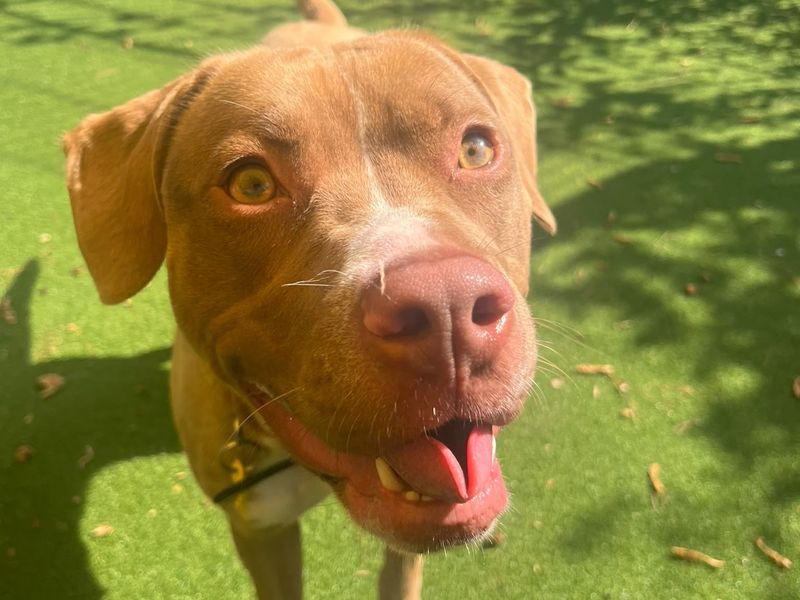 Rose | Terrier (Staffordshire Bull) Cross | Shoreham (Sussex) - 3