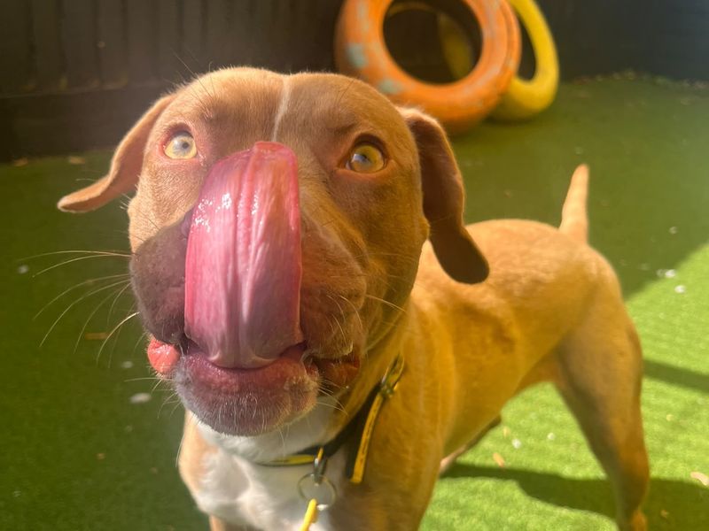 Rose | Terrier (Staffordshire Bull) Cross | Shoreham (Sussex) - 2