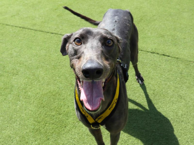Heidi | Greyhound | Harefield West London - 2