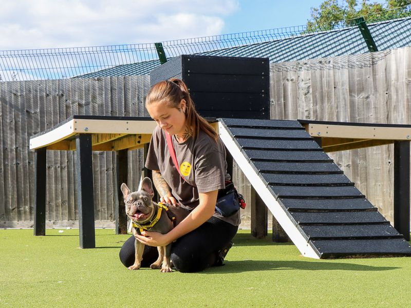 Hope | French Bulldog | Evesham (Worcestershire) - 4