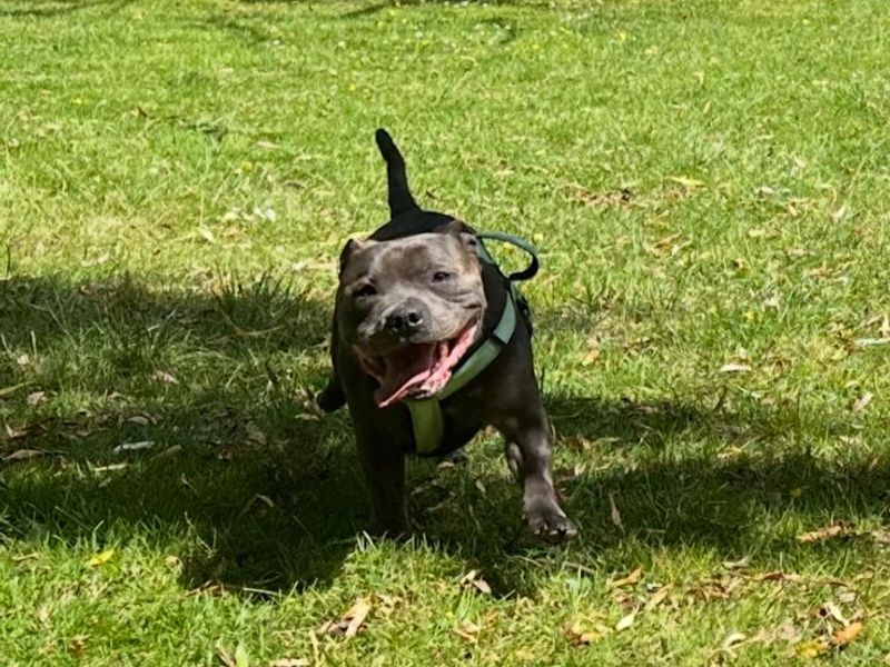Tyson - Image 2 of 5