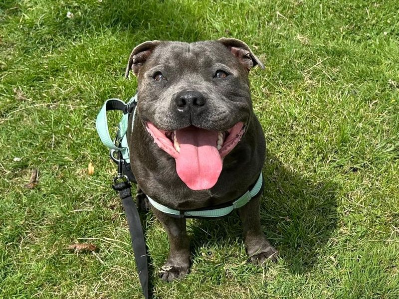 Tyson - Image 5 of 5