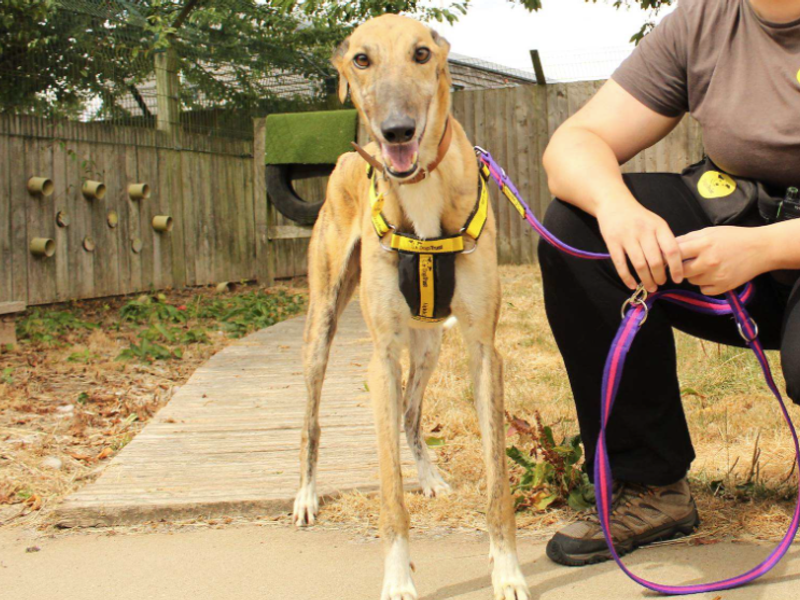 Spike | Greyhound | Loughborough - 2