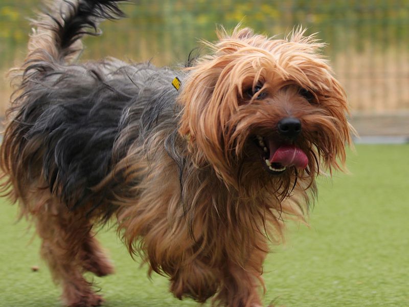 Clyde | Terrier (Yorkshire) | Evesham (Worcestershire) - 2