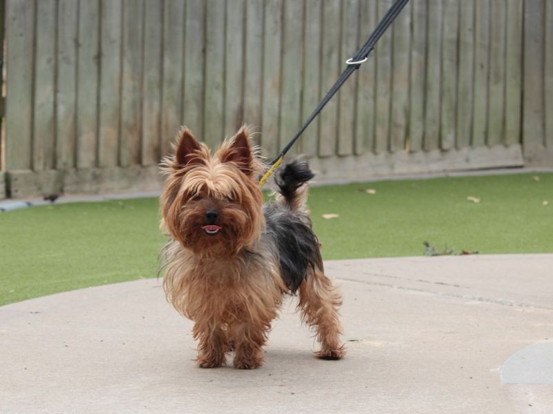 Clyde | Terrier (Yorkshire) | Evesham (Worcestershire) - 3