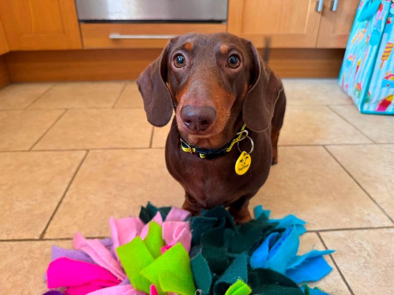 Walter | Dachshund (Miniature Smooth Haired) | Bridgend (Wales) - 4