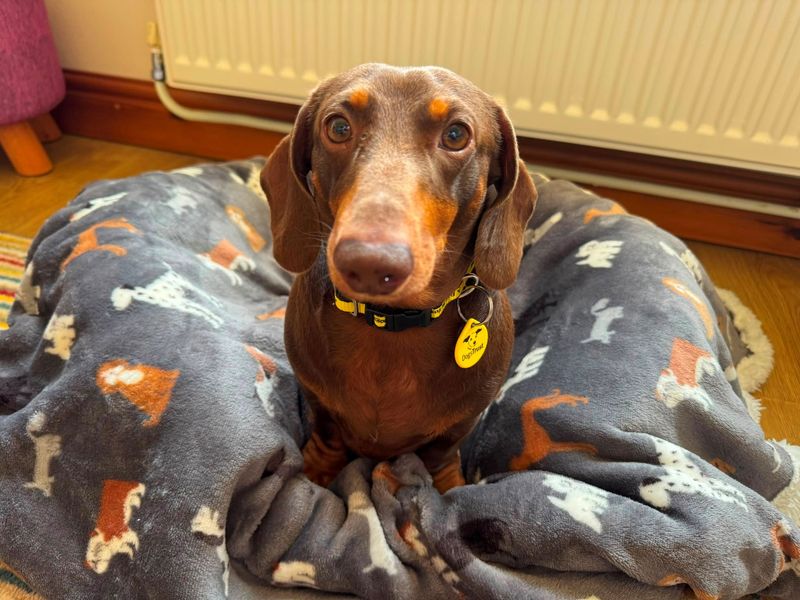 Walter | Dachshund (Miniature Smooth Haired) | Bridgend (Wales) - 5