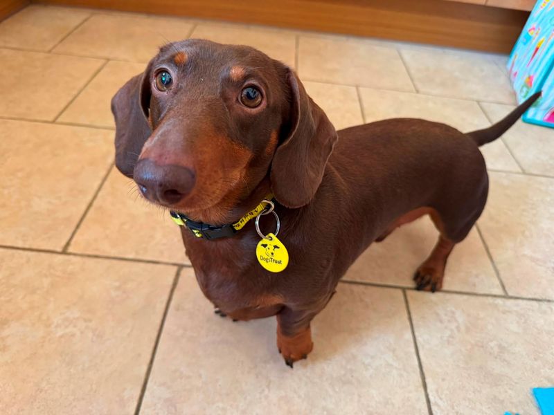 Walter | Dachshund (Miniature Smooth Haired) | Bridgend (Wales) - 2