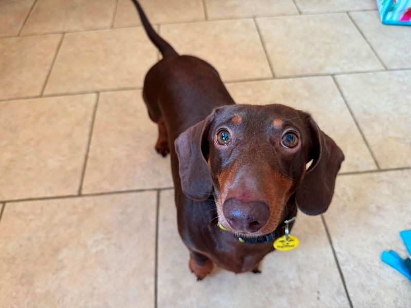 Walter | Dachshund (Miniature Smooth Haired) | Bridgend (Wales) - 3