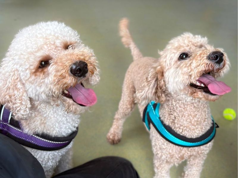 Maisie & Daisie | Poodle (Miniature) | Shrewsbury (Shropshire) - 1