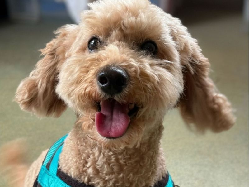 Maisie & Daisie | Poodle (Miniature) | Shrewsbury (Shropshire) - 2