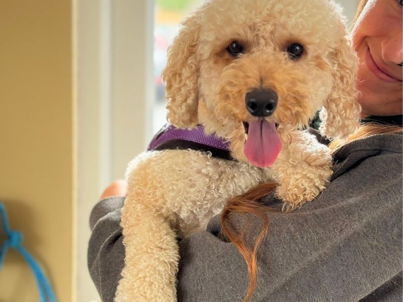 Poodle Dogs And Puppies For Adoption