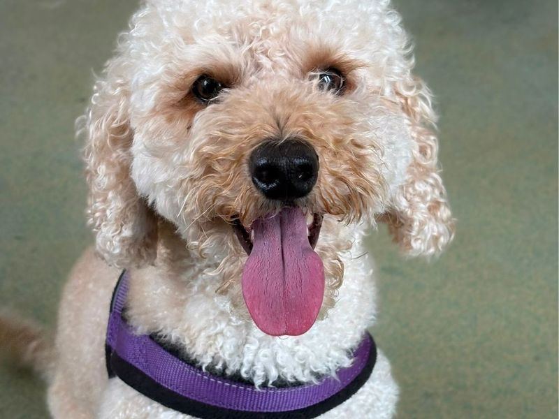 Maisie & Daisie | Poodle (Miniature) | Shrewsbury (Shropshire) - 3