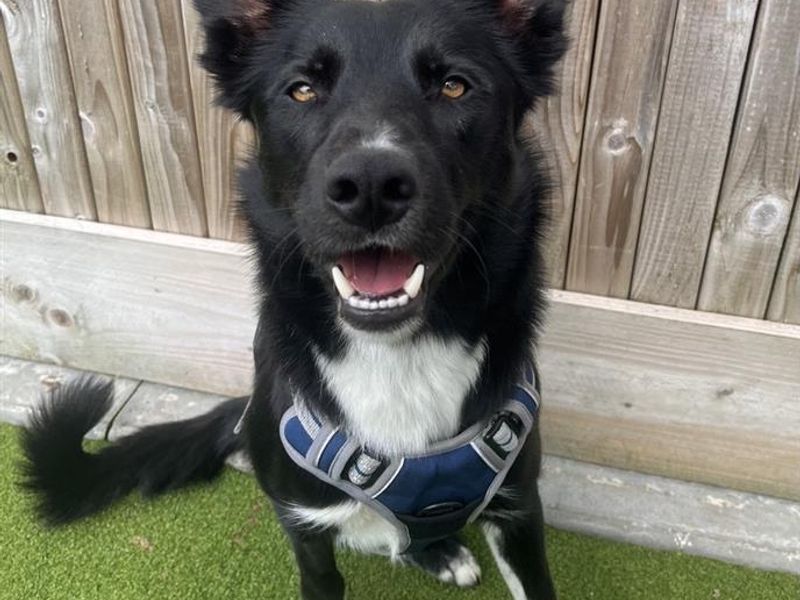 Socks | Collie (Smooth) | Ballymena (Northern Ireland) - 1