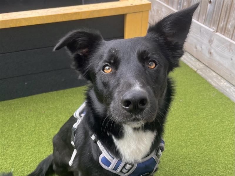 Socks | Collie (Smooth) | Ballymena (Northern Ireland) - 4