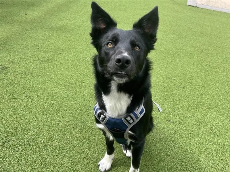Socks | Collie (Smooth) | Ballymena (Northern Ireland) - 2