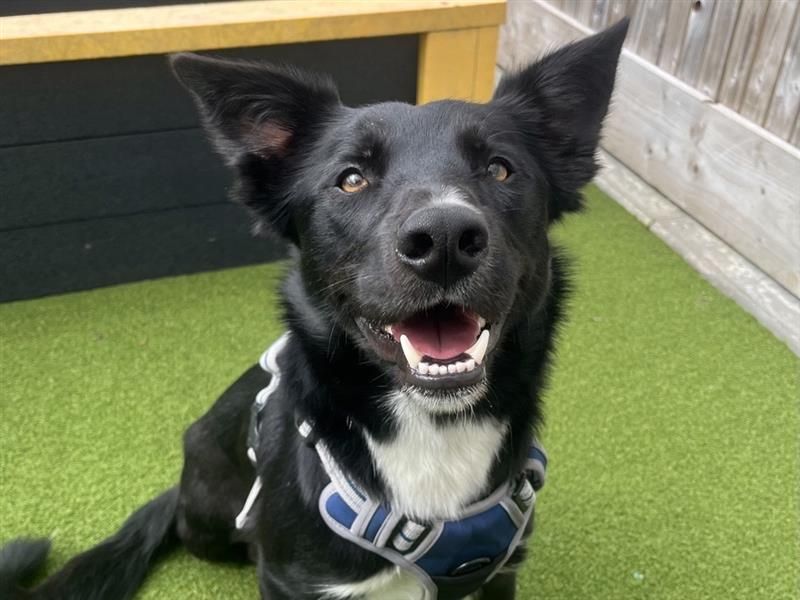 Socks | Collie (Smooth) | Ballymena (Northern Ireland) - 3