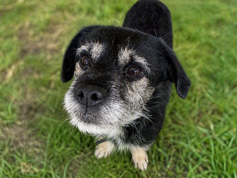 Fred | Terrier (Border) Cross | Basildon (Essex) - 1