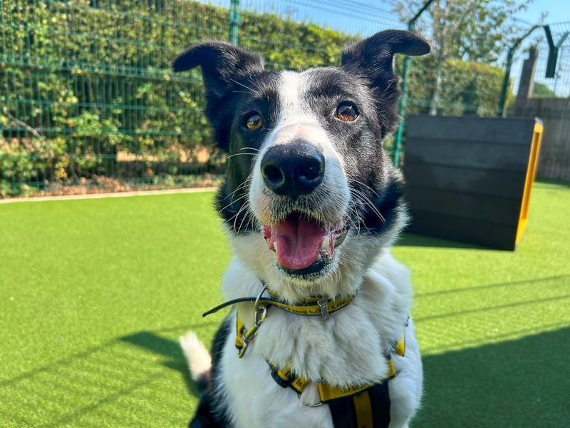 Larry | Collie (Border) | Basildon (Essex) - 1
