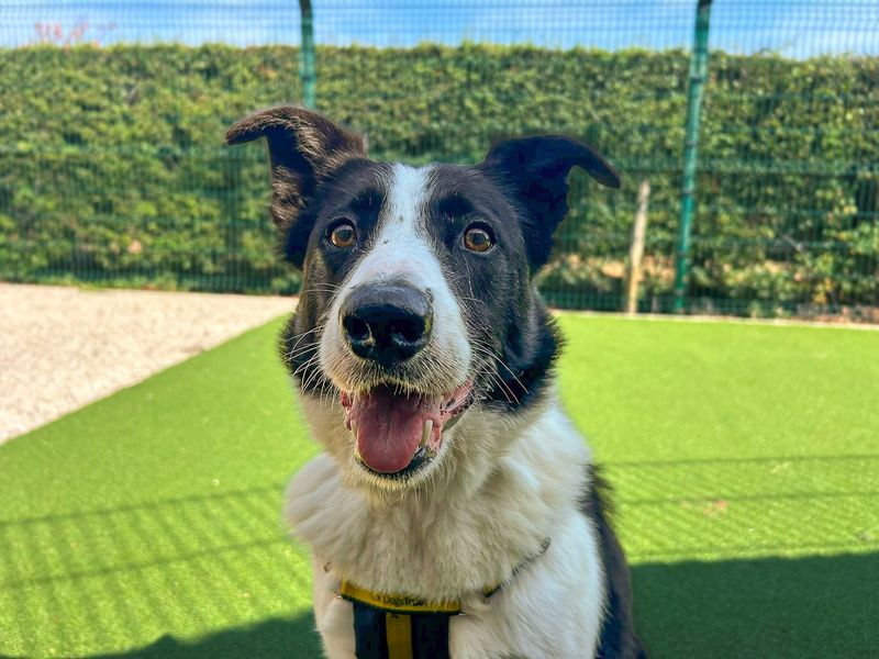 Larry | Collie (Border) | Basildon (Essex) - 2