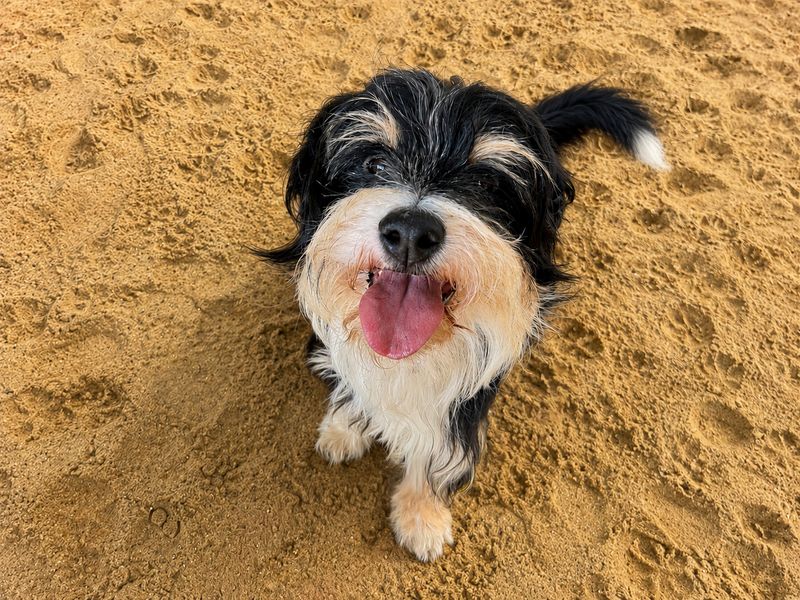 Dave | Terrier (Border) Cross | Basildon (Essex) - 1
