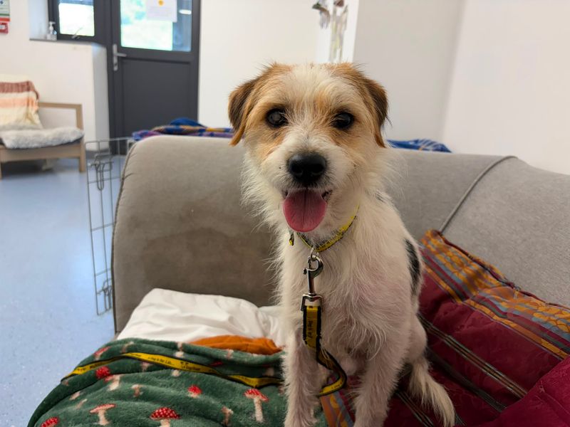 Espadrille | Terrier (Jack Russell) | Cardiff - 1