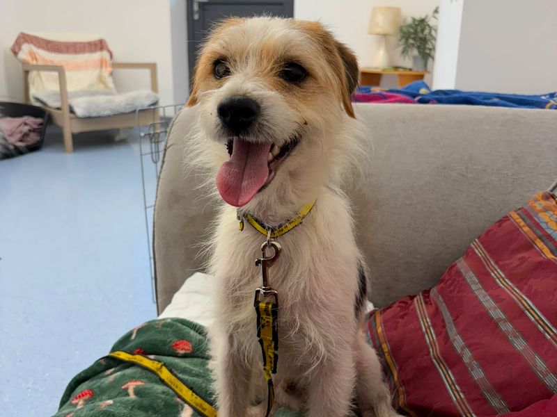 Espadrille | Terrier (Jack Russell) | Cardiff - 3