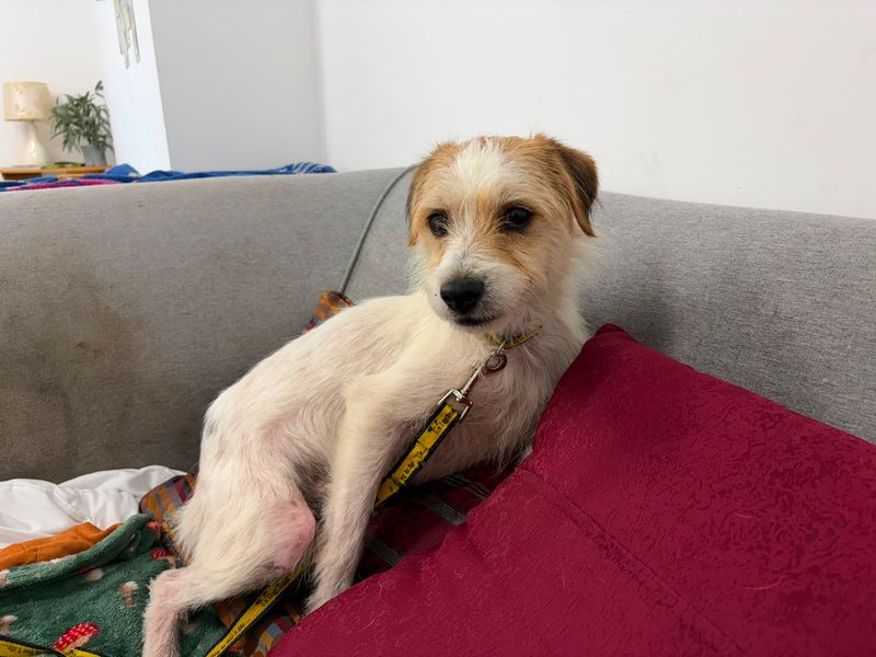 Espadrille | Terrier (Jack Russell) | Cardiff - 2