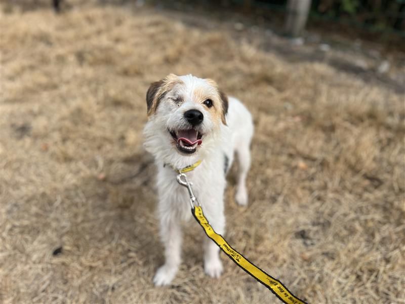 Espadrille | Terrier (Jack Russell) | Cardiff - 3