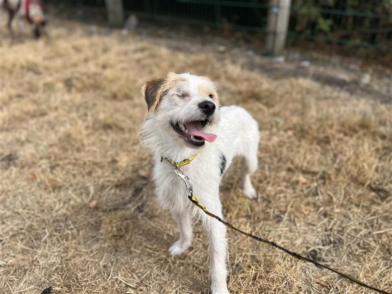 Espadrille | Terrier (Jack Russell) | Cardiff - 2