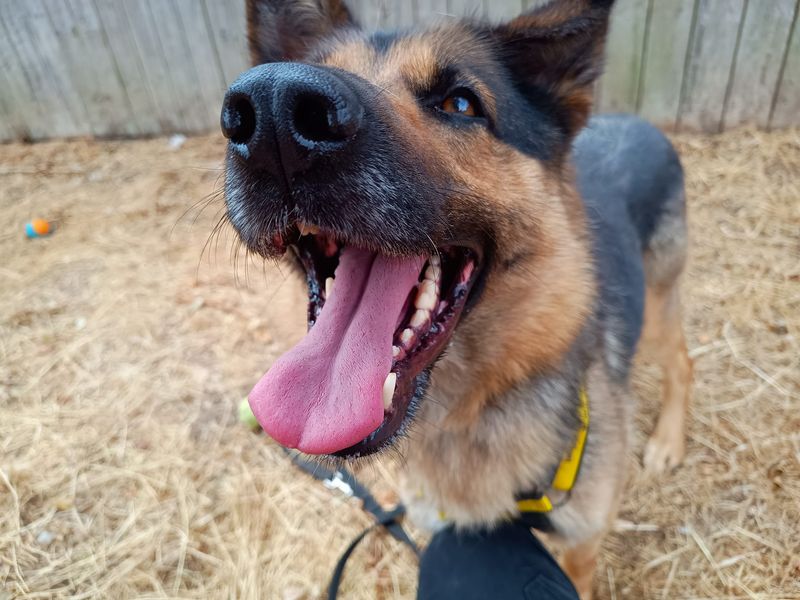 Buffy | German Shepherd Dog | Loughborough - 2