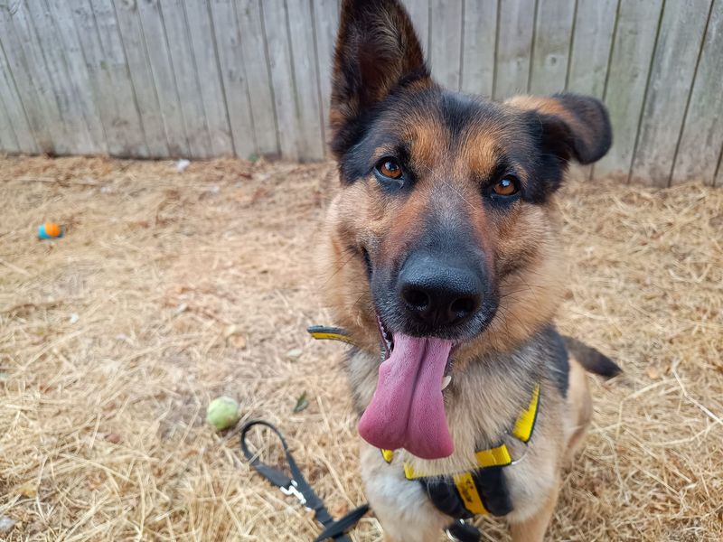 Buffy | German Shepherd Dog | Loughborough - 3