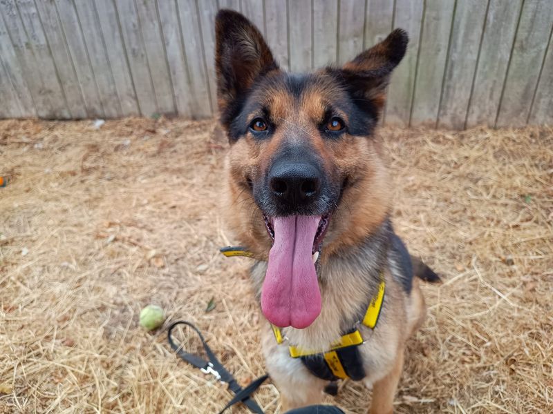Buffy | German Shepherd Dog | Loughborough - 5